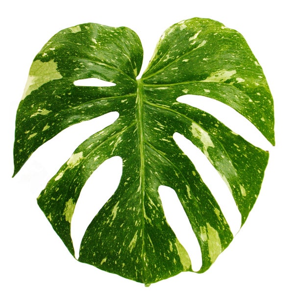 Monstera Thai-Constellation gemustertes Fensterblatt exklusive Zimmerpflanze Rarität 12cm Topf