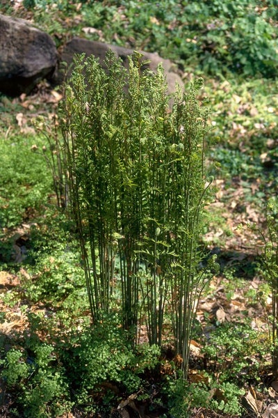 Osmunda regalis, Königsfarn, ca. 9x9 cm Topf