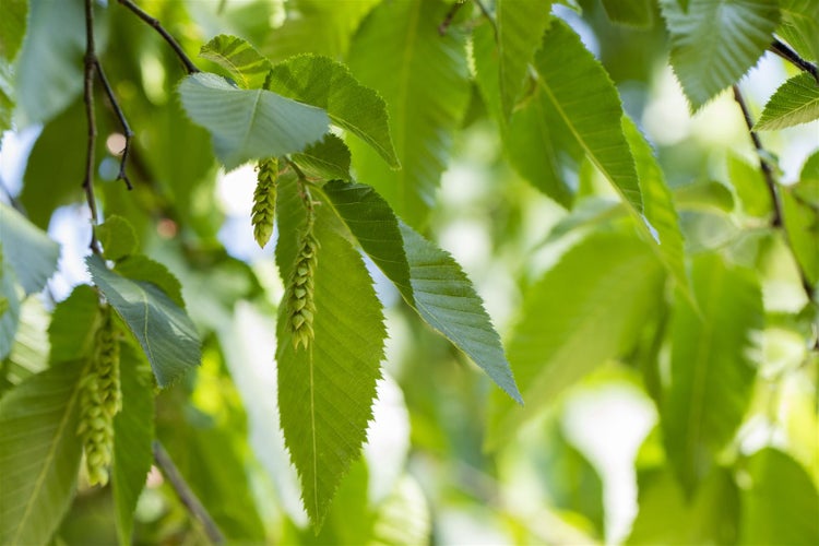 Carpinus betulus, Hainbuche, 150–175 cm
