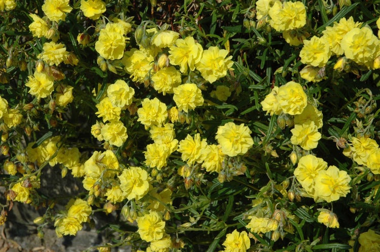 Helianthemum x cult. 'Gelbe Perle', gelb, ca. 9x9 cm Topf