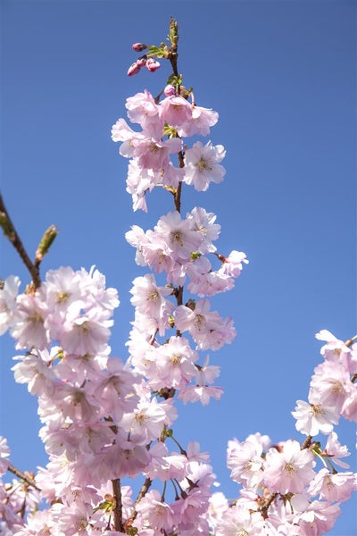 Blühender Ast einer Zierkirsche mit zarten Blüten vor einem klaren Himmel