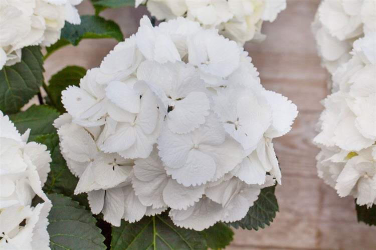 Hydrangea macrophylla 'Schneeball', Hortensie, weiß, 30–40 cm