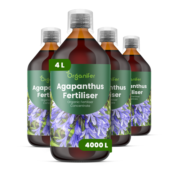 Vier Flaschen Organifer Agapanthus Dünger, organisches Flüssigdüngerkonzentrat, ausreichend für 4000 Liter Gießwasser.