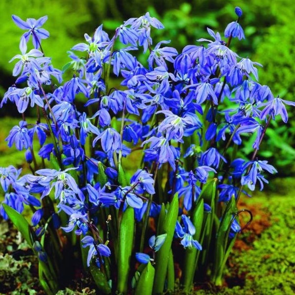 Blausternchen mit grünen Blättern