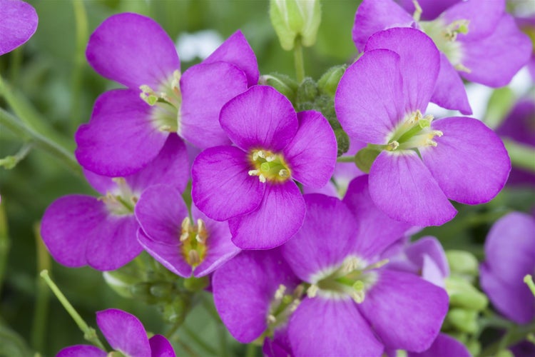 Arabis x arendsii 'Compinkie', Gänsekresse, rosa, ca. 9x9 cm Topf