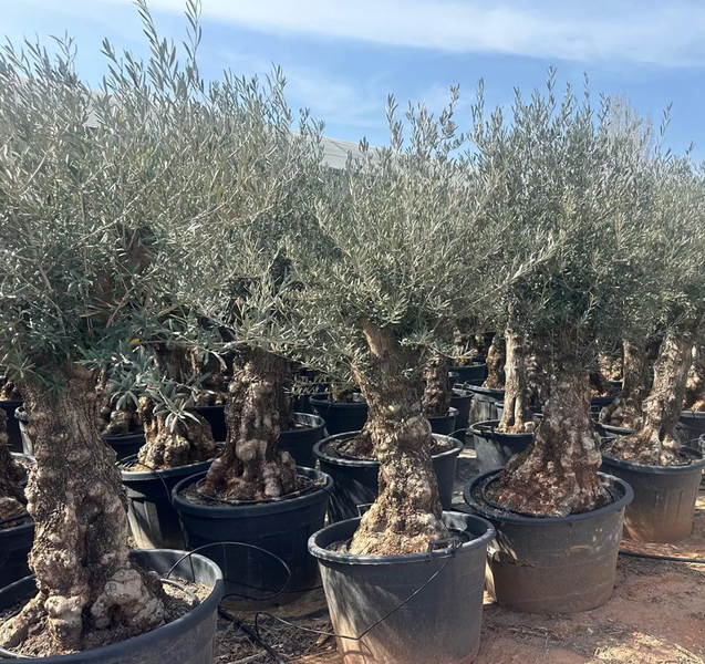 Olivenbaum Olea Europaea XXL ca.: 100 Jahre, Winterhart bis –18 °C, Höhe : ca: 250cm