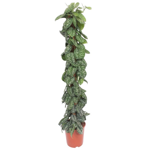 Efeutute Trebie Moosstab - 160 cm - ø30