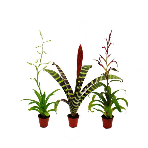 Mini-Bromelien-Trio - Set mit 3 Pflanzen mit aussergewöhnlichen Blütenständen - 5,5cm Topf