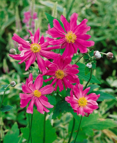 Anemone japonica 'Prinz Heinrich', Herbstanemone, rosa, ca. 9x9 cm Topf