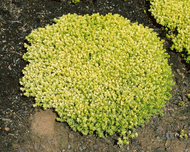 Sedum acre 'Aureum', Mauerpfeffer, gelb, ca. 9x9 cm Topf