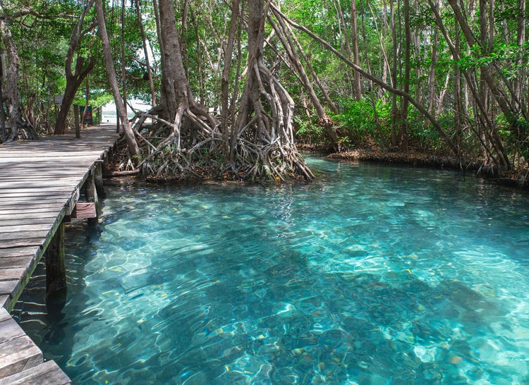 Holzsteg neben klarem, türkisblauem Wasser in einem Wald mit Mangrovenbäumen und sichtbaren Wurzeln.