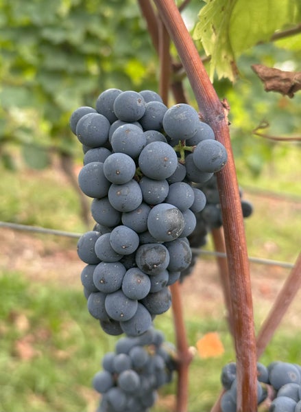 Eine Rebe mit einer großen Traube aus dunklen Weintrauben in einem Weinberg.