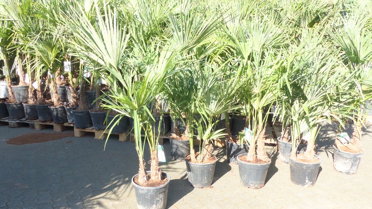 Trachycarpus fortunei Gruppe 120 - 150 cm Palme Hanfpalme, winterhart bis -18°C