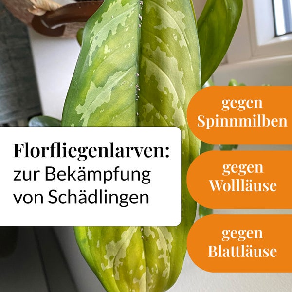 Florfliegenlarven zur Schädlingsbekämpfung auf Pflanzenblättern, gegen Spinnmilben, Wollläuse und Blattläuse