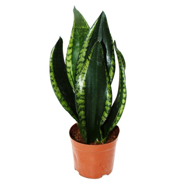 Sansevieria trifasciata Silver Flame - Bogenhanf mit ausgefallener Blattfärbung - 12cm Topf