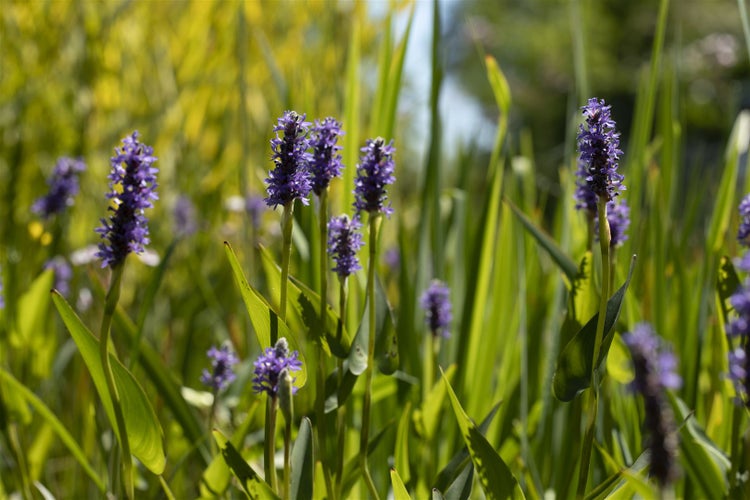 Pontederia cordata, Herzblattlilie, ca. 9x9 cm Topf