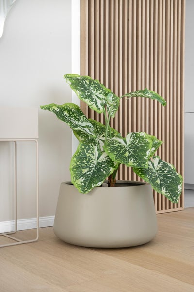 Buntblatt-Pflanze in einem großen beigen Übertopf auf Holzboden vor einer Holzlamellenwand in einem hellen, modernen Raum.