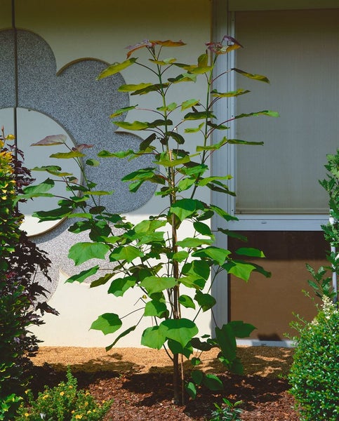 Catalpa erubescens 'Purpurea', Purpur-Trompetenbaum, 80–100 cm