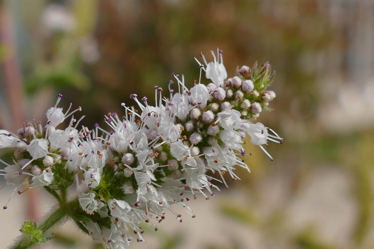 SAFLAX Garden to go - Mexikanische Nana Minze - Mentha spicata Nane - 500 Samen - Mit Topf, Klima - Deckel und Anzuchtsubstrat