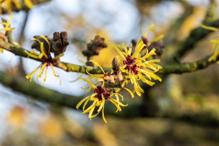 Hamamelis intermedia 'Westerstede', Zaubernuss, gelb, 40–60 cm