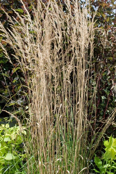 Calamagrostis x acutiflora 'Overdam', Ziergras, ca. 9x9 cm Topf