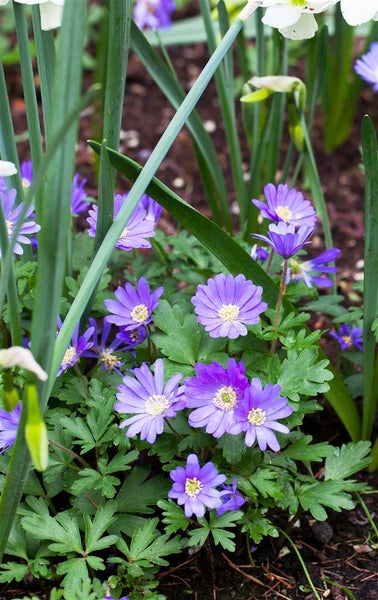 Anemone blanda 'Blue Shades', Balkan-Windröschen, blau, ca. 9x9 cm Topf