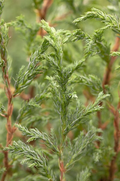 Chamaecyparis pisifera 'Baby Blue', Scheinzypresse, blaugrün, ca. 13 cm Topf