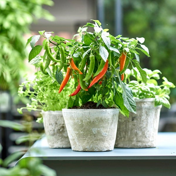 Drei Kräuter- und Gemüsepflanzen in rustikalen Töpfen auf einem Gartentisch, bestehend aus einer Chilipflanze, Petersilie und Basilikum.