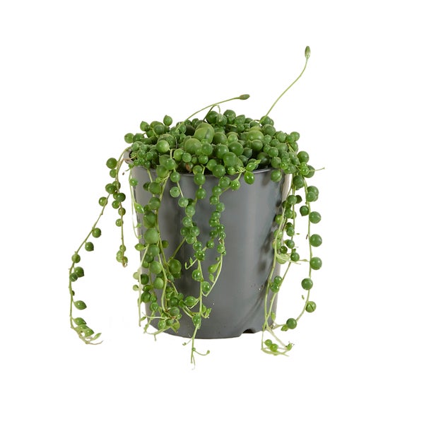 Bloomique - Senecio Rowleyanus - Erbsenpflanze - Sukkulenten - Hängepflanze - Zimmerpflanzen - Sehr Pflegeleicht - 10-15 cm hoch - Topf 12 cm