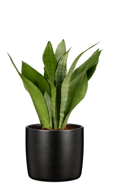 Scheurich Solido, Blumentopf aus Keramik,  Farbe: Ebano, 17,6 cm Durchmesser, 16 cm hoch, 3,1 l Vol.