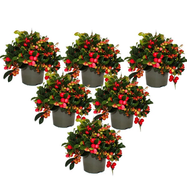 Teppichbeere Gaultheria procumbens Scheinbeere Rebhuhnbeere winterharte Pflanze mit dekorativen Beeren Set mit 6 Pflanzen