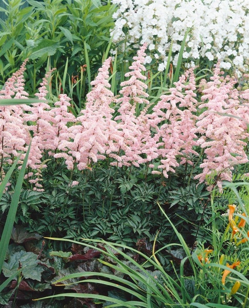 Astilben in einem Gartenbeet