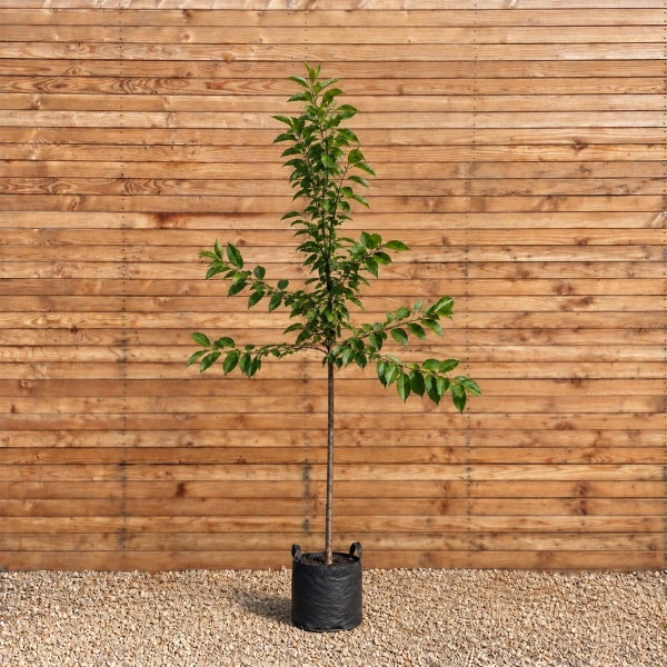 Junger Baum mit grünen Blättern in einem schwarzen Pflanzbeutel vor einer Holzwand auf einem Kiesuntergrund.