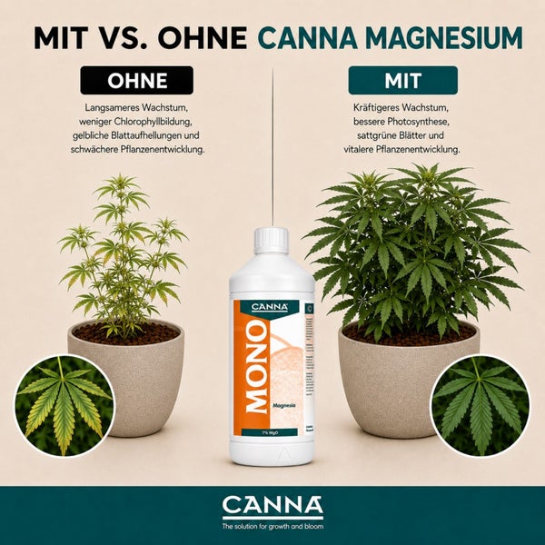 Infografik zum Vergleich der Pflanzenentwicklung mit und ohne Canna Magnesium Dünger sowie Canna Firmenlogo.