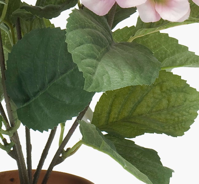 Nahaufnahme von dichten, grünen Blättern einer Pflanze mit glänzender Oberfläche.