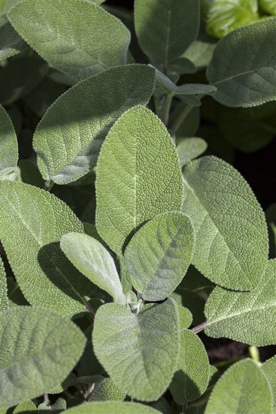Salvia officinalis 'Berggarten', Küchensalbei, aromatisch, ca. 9x9 cm Topf