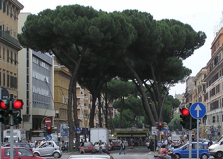 SAFLAX Garden to go - Mittelmeer - Pinie - Pinus pinea - 6 Samen - Mit Topf, Klima - Deckel und Anzuchtsubstrat