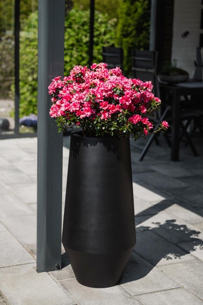 Hoher schwarzer Pflanzkübel mit blühenden pinken Azaleen auf einer modern gestalteten Terrasse mit hellen Steinplatten.