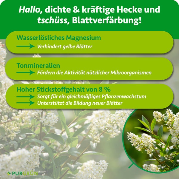 PURGRÜN Hecken-Dünger Informationen: Magnesium gegen gelbe Blätter, Tonmineralien für Mikroorganismen und 8 Prozent Stickstoff. PURGRÜN Logo.