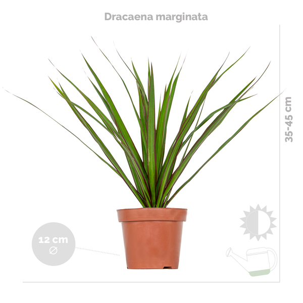3x Zimmerpflanzen-Mix - Coffea - Dracaena - Chlorophytum - Luftreinigend - ⌀12 cm - 25-35 cm