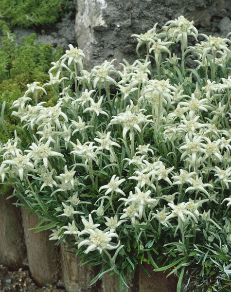 Nahaufnahme einer Gruppe von Edelweißpflanzen im Garten.