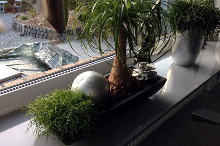 Arrangement von Zimmerpflanzen mit Elefantenfuß, Sukkulenten und Rhipsalis in dekorativen Gefäßen auf einer weißen Fensterbank.