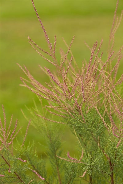 Tamarix ramosissima 'Pink Cascade', Rosarote Tamariske, 100–150 cm