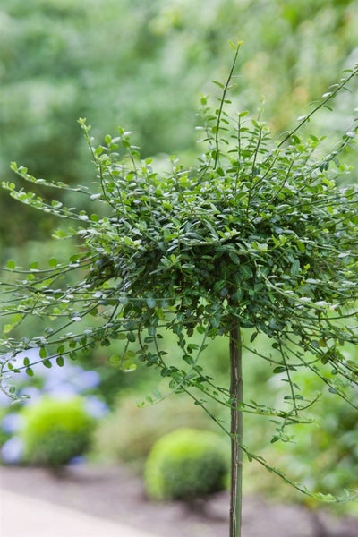 Euonymus fortunei 'Minimus', Kriechspindel, immergrün, 15–20 cm