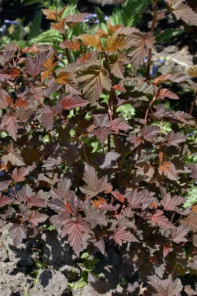 Physocarpus opulifolius 'Lady in Red', Blasenspiere, rotlaubig, 80–100 cm
