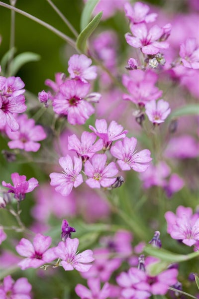Gypsophila repens 'Rosea', Teppich-Schleierkraut, rosa, ca. 9x9 cm Topf