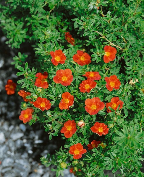 Blühender Strauch mit roten Blüten und grünen Blättern