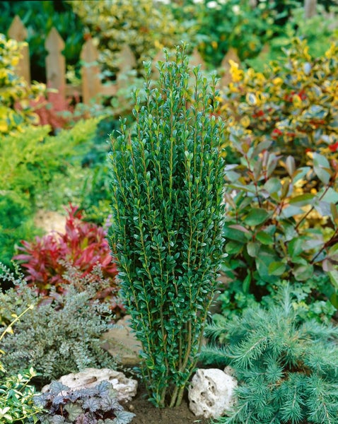 Ilex crenata 'Fastigiata', Japanische Stechpalme, immergrün, 30–40 cm