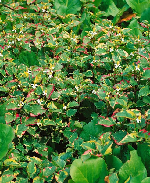 Bunte Eidechsenschwanzpflanze im Gartenbeet