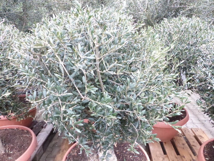 Bonsai Olivenbaum 140 - 160 cm knorrige urige Olive winterhart Olea Europaea Ölbaum